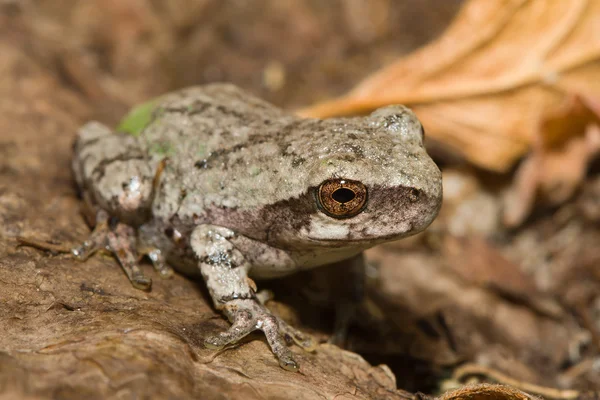У сіра деревна жаба — стокове фото