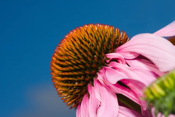 Fiore del cono (echinacea ) — Foto Stock