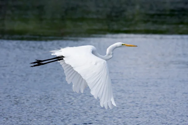Grande branco Egret voando — Fotografia de Stock