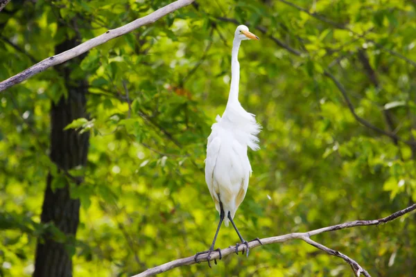 Great White Egret perched in a tree. — Stock Photo, Image