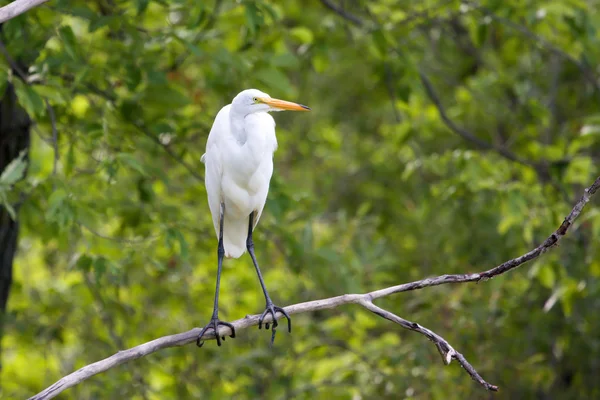 Grande aigrette blanche perchée dans un arbre — Photo