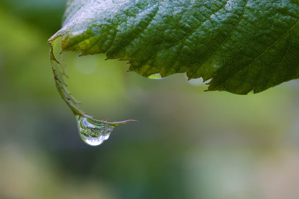 One Dew Drop on a Leaf. — Stock Photo, Image