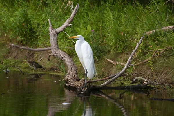 Grande branco Egret empoleirado . — Fotografia de Stock