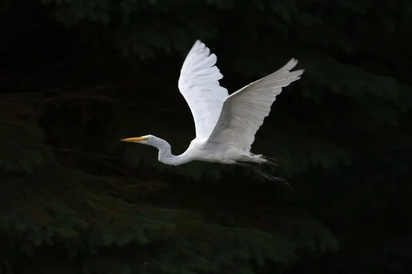 Grande branco Egret em voo — Fotografia de Stock