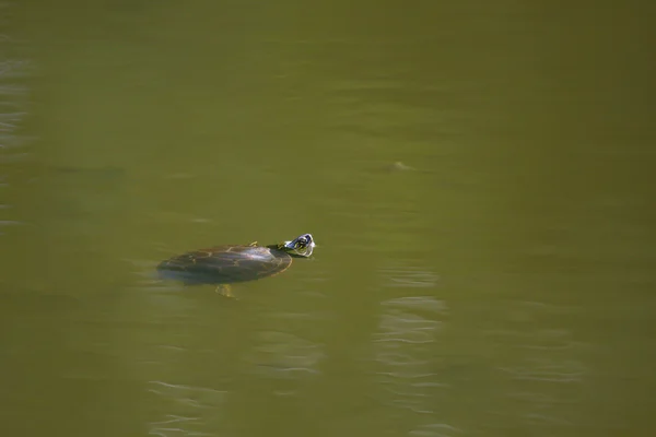 stock image Painted Turtle Swimming in the swamp.
