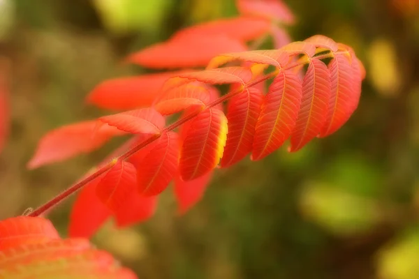 Branche d'arbre en couleurs pleine automne . — Photo