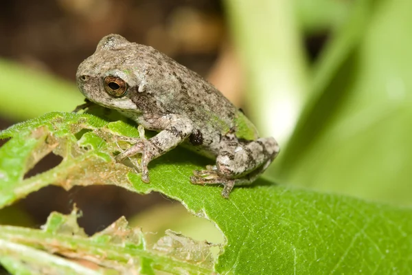 Справитися з сіра деревна жаба — стокове фото