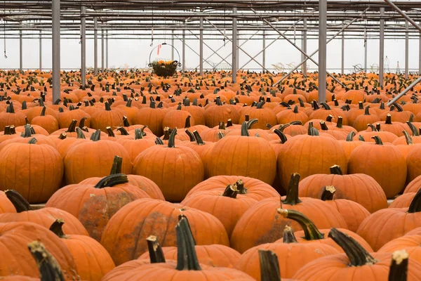 Rows and Rows of Pumpkins — Stock Photo, Image