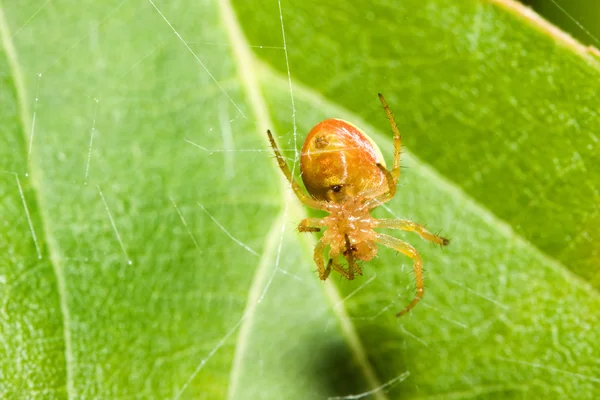 Ženské pavučina pavoučí — Stock fotografie