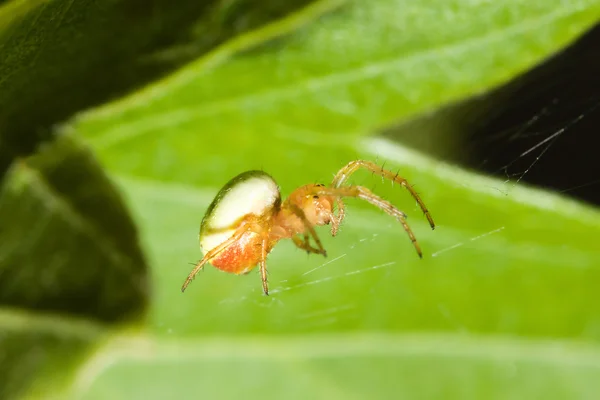 女性蛛网蜘蛛 — 图库照片