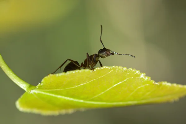 Černý mravenec na list — Stock fotografie