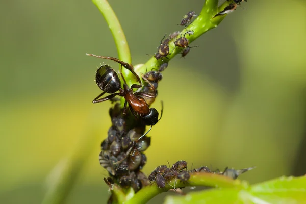 Bull Ant managing a his aphids — Stock Photo, Image