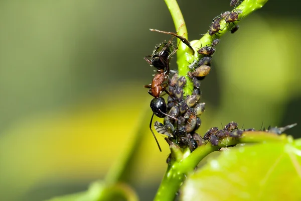 Býk mravenec — Stock fotografie