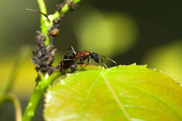 Stier mier waakt over een groep van bladluizen — Stockfoto