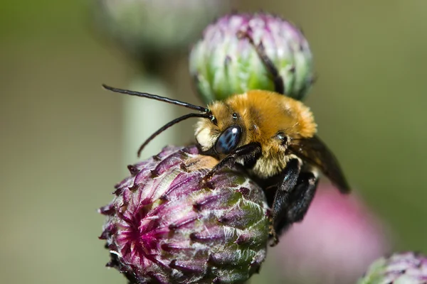 Colorful Bee — Stock Photo, Image