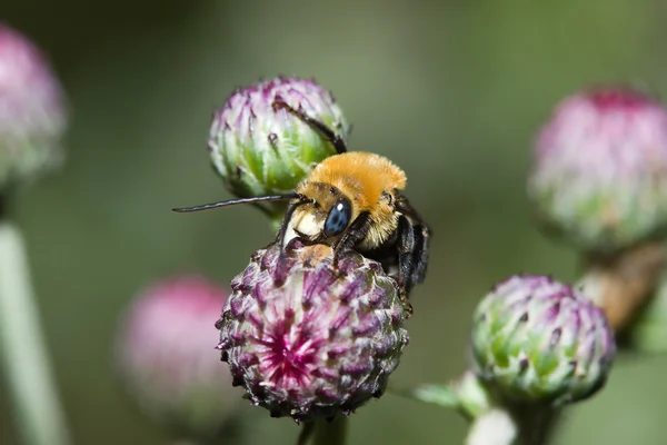 Golden Northern Bumblebee (Bombus sp.) — Stock Photo, Image