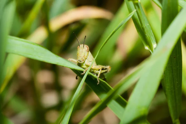 Mladá kobylka zelená — Stock fotografie