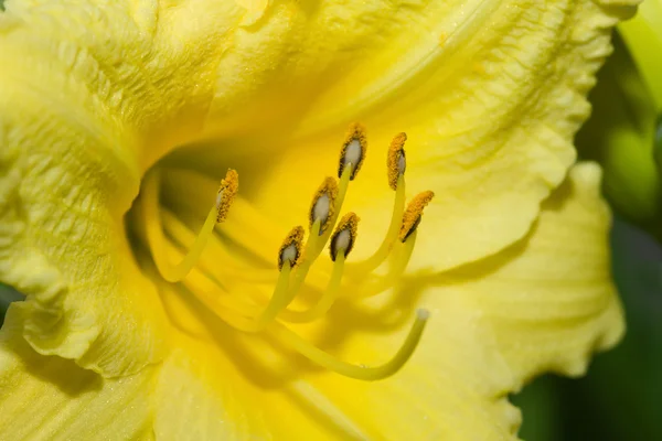 Žlutá lilly — Stock fotografie