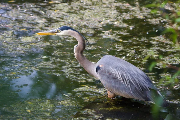 Great Blue Heron Hunting in the Swamp. — Stock Photo, Image