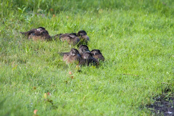Genç ahşap ördekler. — Stok fotoğraf