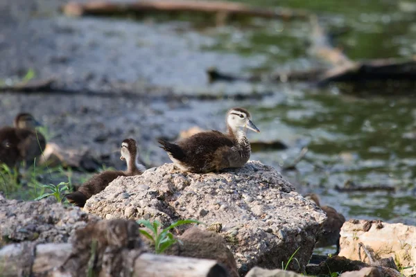 Kayanın üzerinde oturan ahşap ördek (AIX sponsa) ördek yavrusu. — Stok fotoğraf