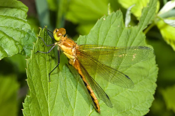 Beautiful Dragonfly — Stock Photo, Image