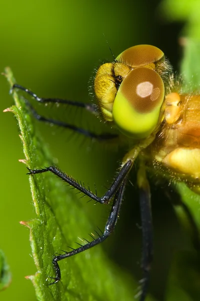 Fechar de uma libélula mais escura comum . — Fotografia de Stock