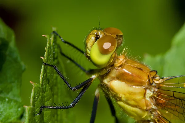 常见的飞鱼蜻蜓 — 图库照片