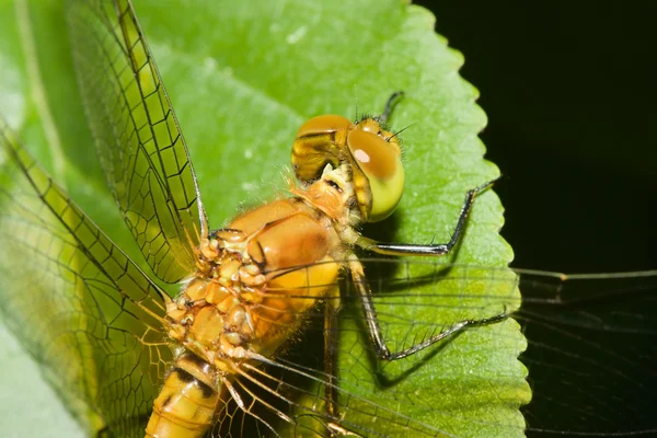 Gemensamma ängstrollslända dragonfly — Stockfoto