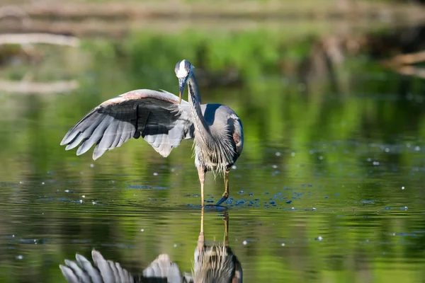 Grande pesca Blue Heron — Fotografia de Stock