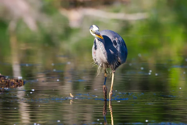 Great Blue Heron Fishing — Stock Photo, Image