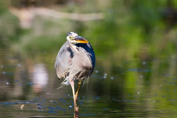 Grande pesca Blue Heron — Fotografia de Stock