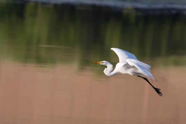 Grande branco Egret em voo — Fotografia de Stock