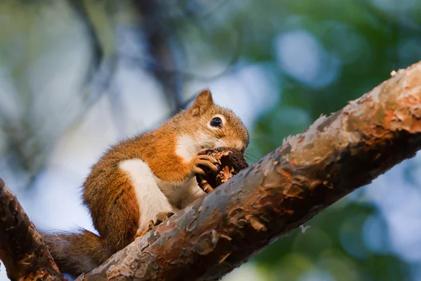 Eichhörnchen frisst Walnuss — Stockfoto
