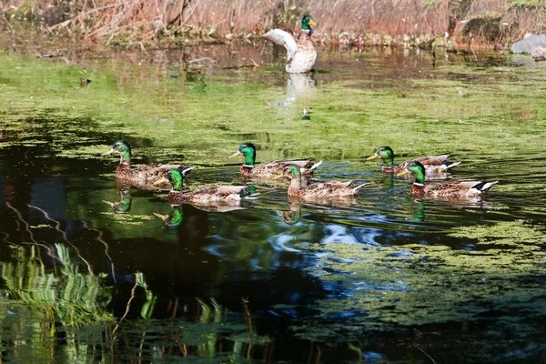 Skupina kachny divoké, plavání. — Stock fotografie