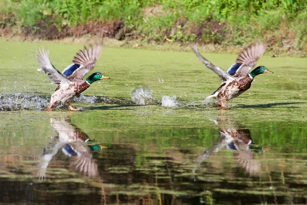 Two Mallards Taking Flight — Stock Photo, Image