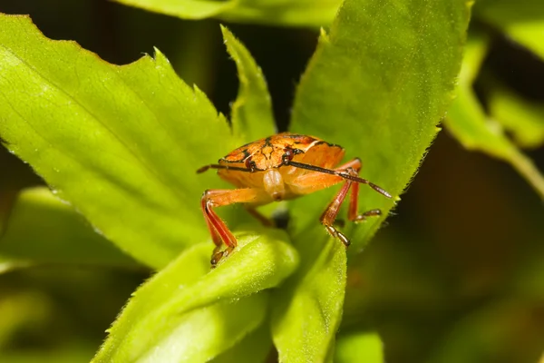 Bichos de escudo, también conocidos como insectos apestosos. — Foto de Stock