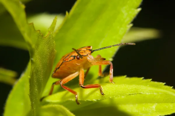 Bichos de escudo, también conocidos como insectos apestosos. —  Fotos de Stock