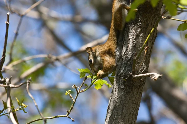 Eichhörnchen fressen — Stockfoto