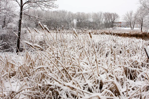 Kedi-kuyruk kış — Stockfoto