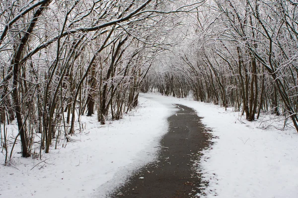 Trilha de passeio de inverno . — Fotografia de Stock