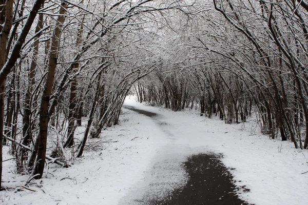Caminho de inverno — Fotografia de Stock