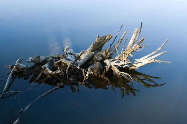 Racines d'arbres dans l'eau — Photo