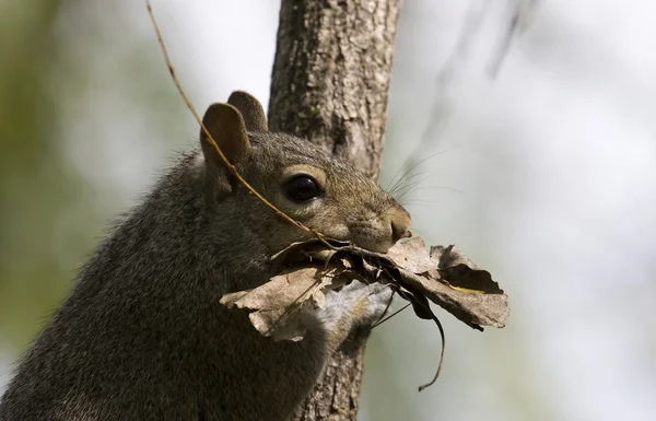Gray squirrel met bladeren in zijn mond — Stockfoto