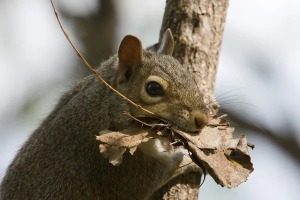 Eichhörnchen repariert sein Zuhause — Stockfoto