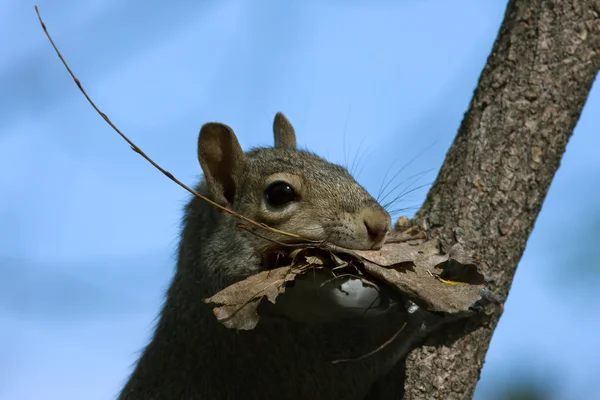 Grigio scoiattolo fissaggio la sua casa — Foto Stock