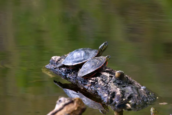 Tartaruga pintada em um tronco flutuante — Fotografia de Stock