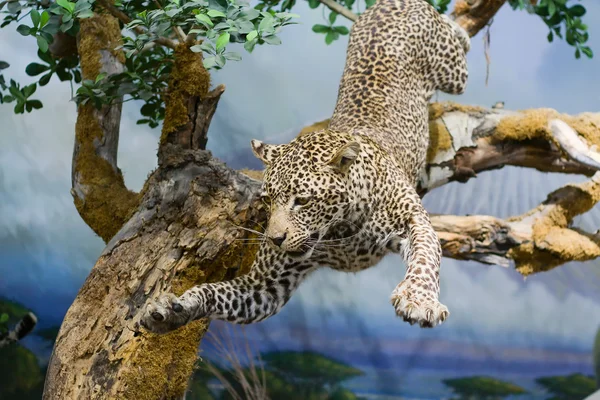 Taxidermie leopard v akci. — Stock fotografie
