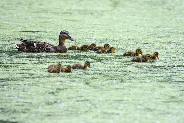 Mallard and her Ducklings — Stock Photo, Image