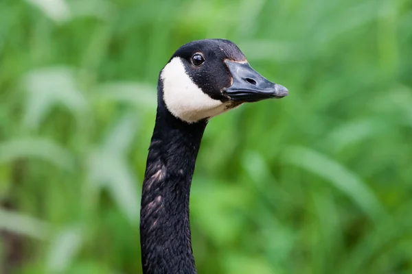 Canadian goose porträtt — Stockfoto